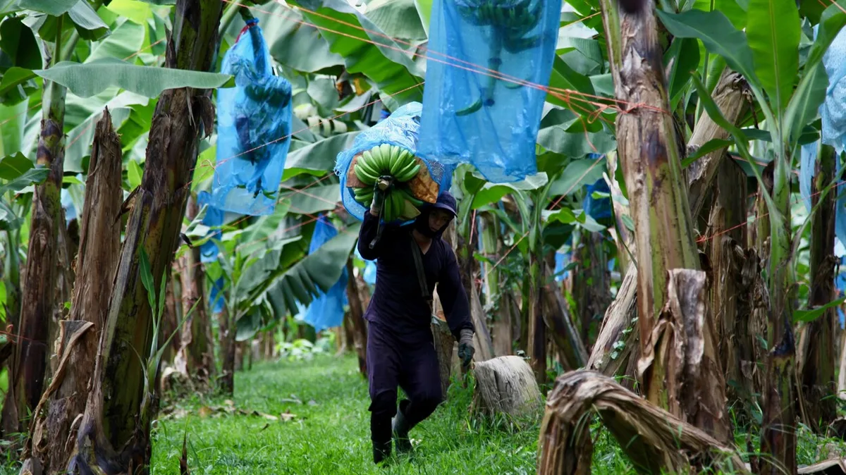Café en repli (−17,6 %), banane record (+17,6 %) : les fortunes croisées des filières d'exportation camerounaises en 2026